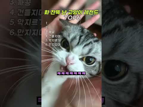 화 잔뜩 난 고양이 레전드 TOP6  #cat #고양이