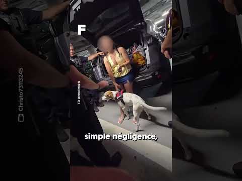 Elle laisse son chien dans une voiture à plus de 35 degrés !