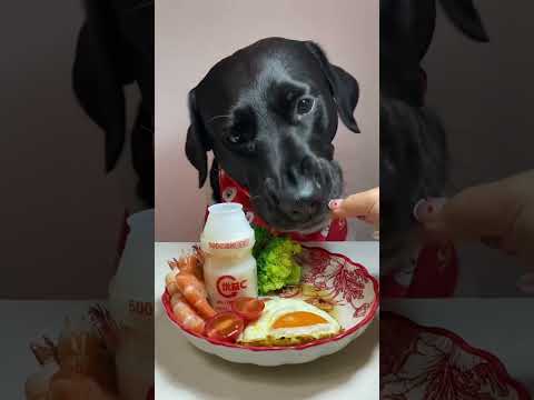 Encore un repas délicieux pour Hona 🐶#animaux #pets #chien #asmr #bruitdebouche #eat #eatingsounds