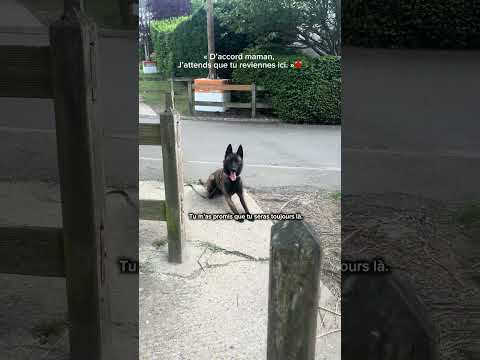 Et dire qu’ils continuent à attendre … 💔 #chien #malinois