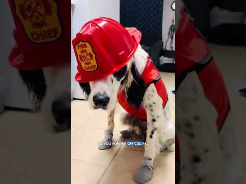 et si les races de chien avaient un métier #noschiensenfolie #humourcanin #eurasier #dalmatien