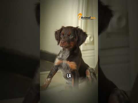 Évite ces 3 erreurs avec ton épagneul breton #animaux #chien #epagneulbreton #chiens #nature