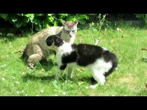 🇫🇷   FIGHTING CATS / bagarre de chats