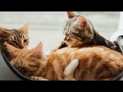 🌱8 heures de miaulements 🌱 Sons pour attirer les chats 🌱 Appeler les chats