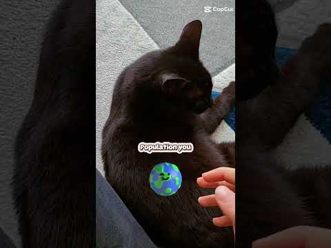 🌸💕🌸#subscribe #cat #faitepercer #chat #cute  #pets @IC-Emotions @Lilo_Officielytb