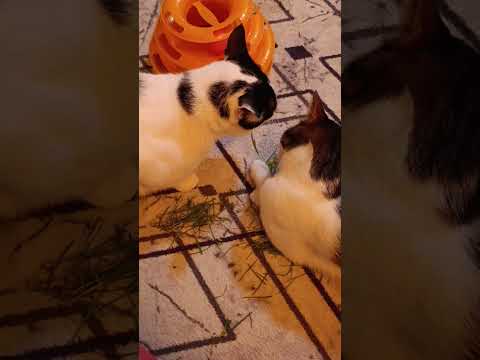 🌻🌻 #cat #yavruhayvanlar #fypyoutube #foryou #chat #fyppage #kedi #kesfeteyyiz #pets #fyppage #fypシ