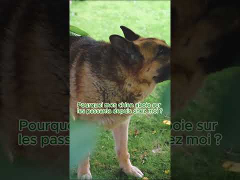 🐕 Pourquoi ton chien aboie sur les passants ? 🤔👀