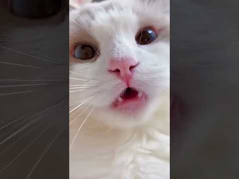 🐱🎥Adorable Chaton Qui Miaule Devant la Caméra! 🐱🎥#chaton #animaux #mignons #miauler