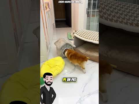 🐶 Cățelușul Cu O Căsuță Prea Mică Care A Găsit O Soluție Genială 😱🏠