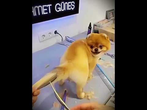 🐶 Incroyable Transformation ! Ce Chien Devient Méconnaissable Après Son Toilettage ✨ #shorts