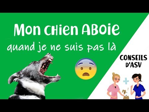 🐶 Mon chien aboie quand je ne suis pas la / HYPERATTACHEMENT