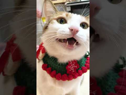 🐾 Un Chaton Miaulement pour Attirer les Chats !
