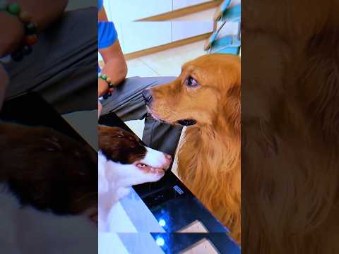 💔 Ce chien a compris que sa femelle n’était plus là …