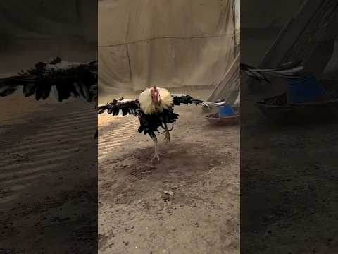🔥 Hen Family  (-Papa-mumma-) #hen #chicks #funny #fighter #viralvideo #video #pets #music #family