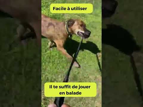 🔴 Ton chien devient fou quand il voit un autre chien?