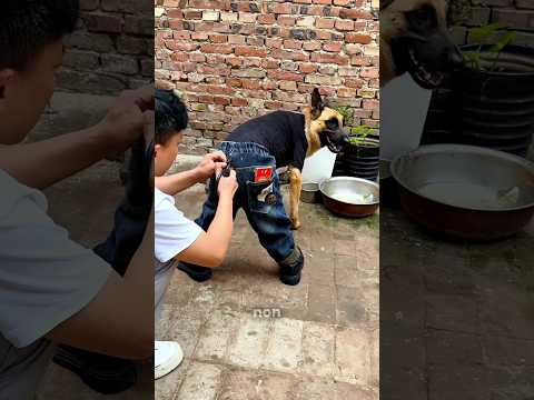 😨🐕 Le Chien Va-t-il Se Fâcher ? ✂️💨 #shorts