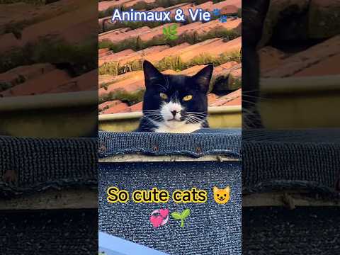 “😺 Animaux & Vie🌿#cat #cute #chat#mèo #shots #youtubeshorts #pets #thucung@KieuHuongDuong-fs2hw