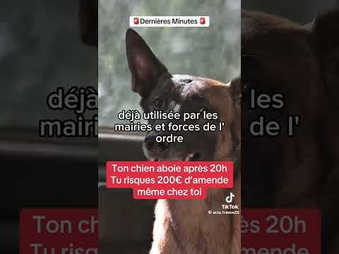 🤔 Fake ? Ton chien aboie après 20h ? Tu risques 200€ d’amende !
