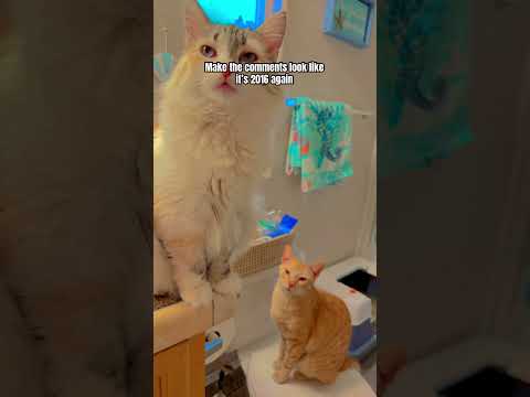 🥰🥰🥰😘😘😘 #kitten #cat #pawsn #pets #cute #cutecat #catbreed #funnycats