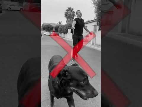 🦮 Ton chien tire en laisse? 👉 Fais ceci !