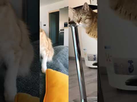 Fais écouter ce son à ton chat et regarde sa reaction🤔🤔🤔