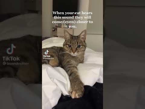 Fais écouter ce son à ton chat￼ (Make your cat listen to this sound) 🐱🐈😸