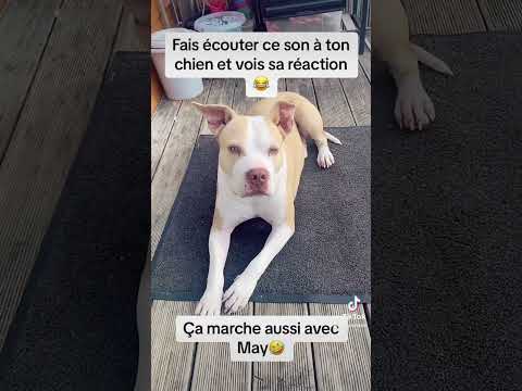 Fais écouter ce son à ton chien et vois sa réaction #doglover #dogvideo #funnydog #rednose
