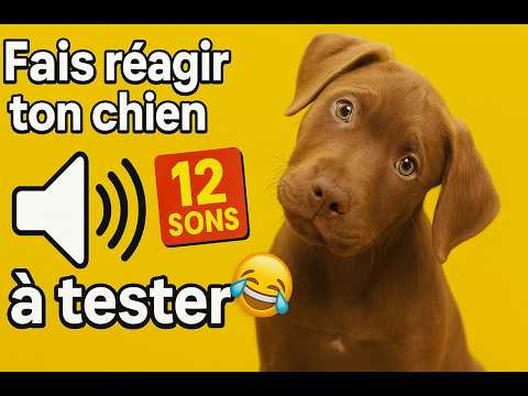 Fais réagir ton chien avec ces sons🔊Regarde sa réaction😅Test interactif- Sounds for Dogs to React To