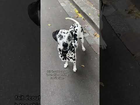 Fait écouter ce son à ton chien..