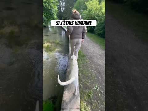 Faut voir les dingueries que je ferais 🤣 #goldenretriever #chien #drole #puppy  #animals #humour