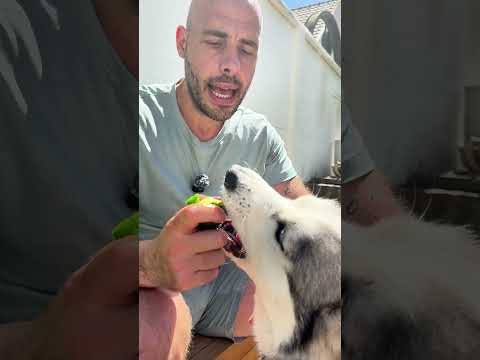 Fortes chaleurs… on hydrate !!! #chien #educationcanine #animaux #husky #chienmignon  #canicule