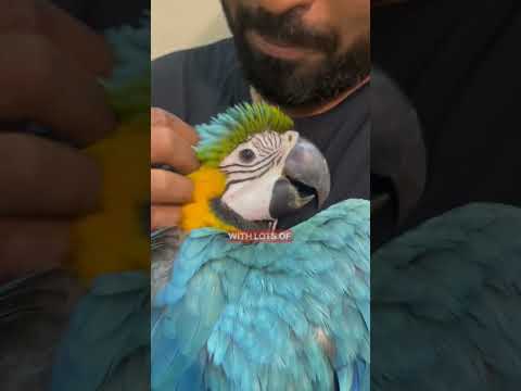 FREE FLIGHT MACAW TRAINING | #parrot #macaw #exoticpets #freeflightparrot  #ShaikhTanveer
