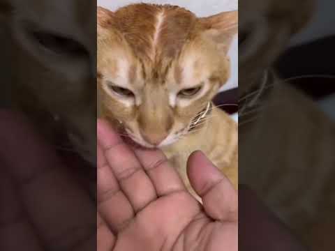 freza #cat #plictiseala #funny #cute #watermelon #animals #fruit #pets #femeieininfruntaului #chat