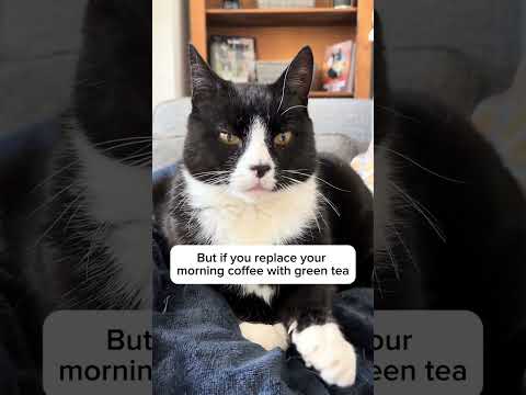 Fun fact #funnyanimals #cat #petsrule #funnypets #funnycats #funny #cute #pets #petslife