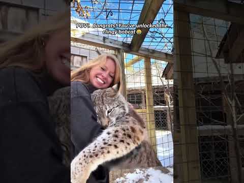 funny big cat #cat #pets