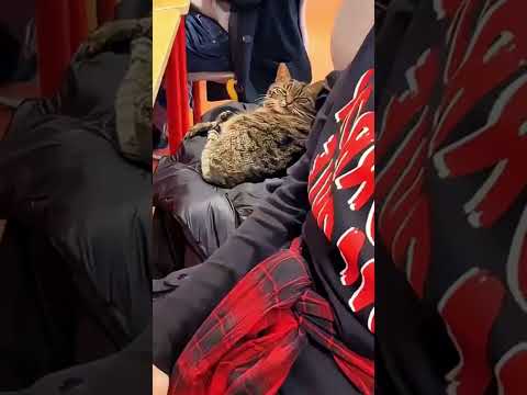 funny cat in class #cat #cats #pets