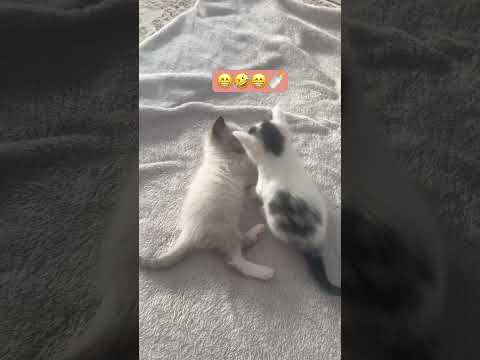 #funny #cat #kitten #cute #pets #shortvideo #animals #cutecat #kitty #love #funnycats #chat