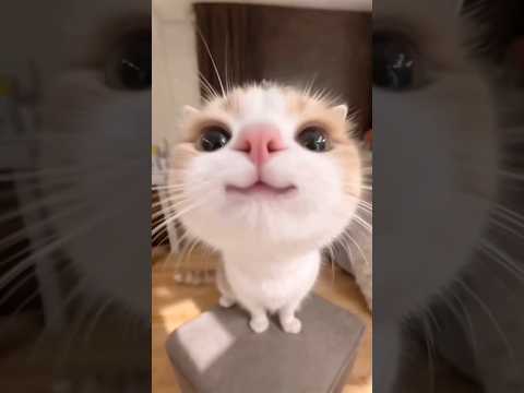 Funny cats #cat #funny #cats #reels #pets #catvideos #funnycats #kitten