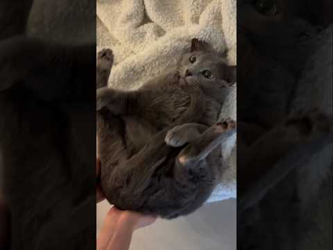 Funny house cats