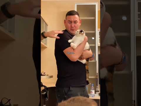 Funny pet cat