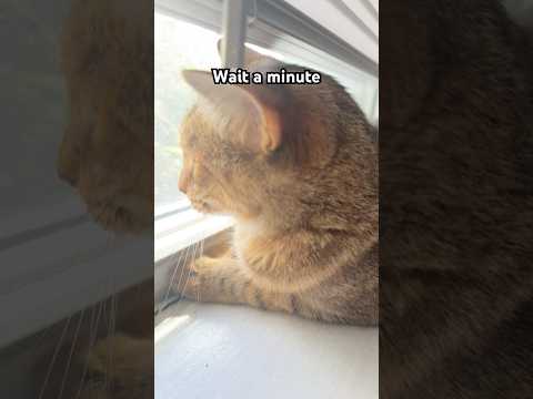 #funny #pets #catshorts #cat #catfunny #catvideos #funnycatvideos #adorably #funnyanimals #funnycats