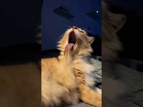 Funny Weird Cats Doing the Strangest Things! #Shorts #funnycats #funny #cats #funnyanimals