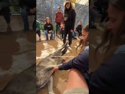 Funny wolfdog #animal #funny #pet #fouryou #funnyvideo #wolfdogs #usa