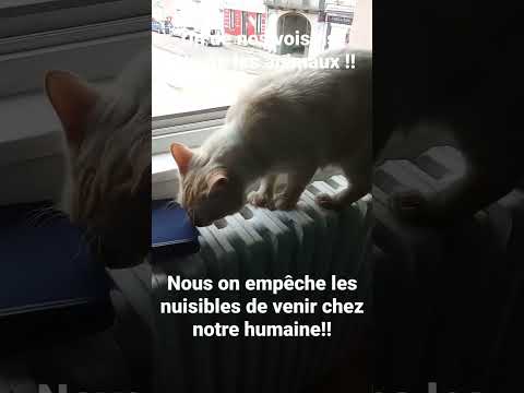 #fyp  #catlovers  #cat #chat #cute #pets #amour #human 🤣🤣🤣