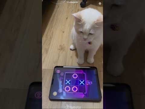 Genius Cat Plays Tic Tac Toe #cat #shorts #pets #kitten #cats #genius #animals
