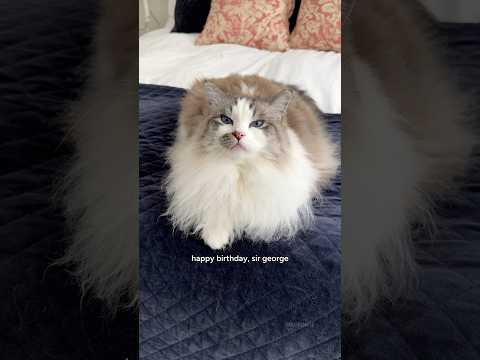 George finally gets his meatballs #sirgeorge #ragdoll #cat