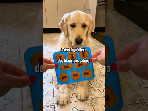 Glace pour chien #dogshorts #dogtreats #dogtips