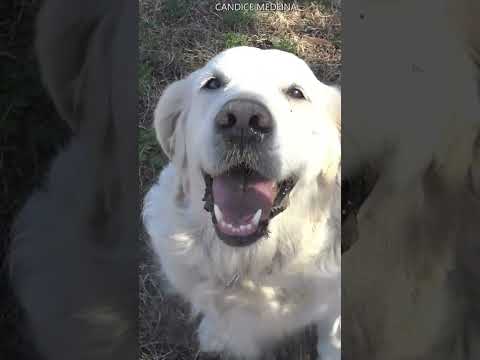 Golden Retriever qui Aboie🐕
