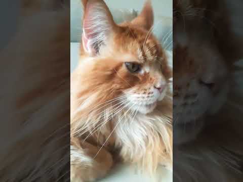 good morning 😍  #cat #entertaininganimals #funnyanimals #pets #catvideos