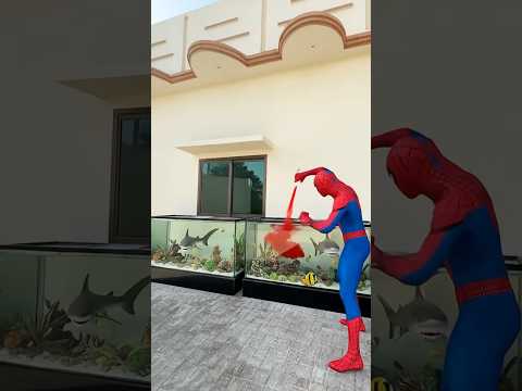 Gorillay ne shark fish ki jaan bacha li #pets #minivlogs #gorilla #sharkfish